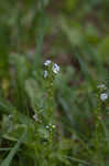 Thymeleaf speedwell